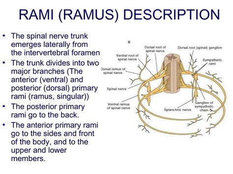 nerve rami|More.